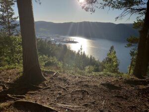 Utsikt over havn og fjord mellom to trestammer. Sola sender solstrålene sine ned på midten av bildet.